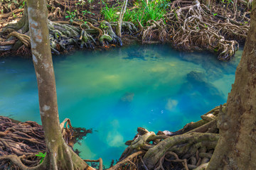 Amazing crystal clear emerald canal with mangrove forest , Krabi province, Thailand