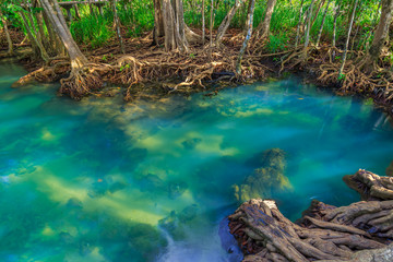 Amazing crystal clear emerald canal with mangrove forest , Krabi province, Thailand