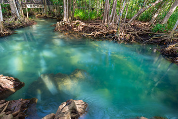 Amazing crystal clear emerald canal with mangrove forest , Krabi province, Thailand