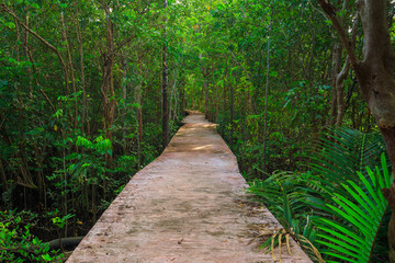 Wooden bridge through vibrant green mangrove forest and river with turquoise water at Tha Pom canal, Krabi province, Thailand