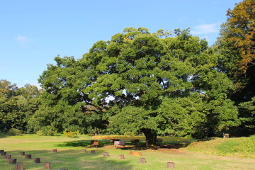 公園の大きな木