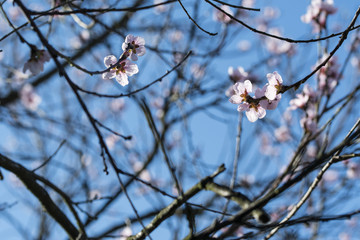 Pink apricot flowers.