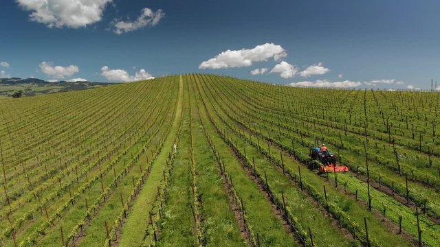 Aerial view farmer on tractor mowing weeds between rows of grapevines in picturesque vineyard landscape. Napa Valley, California.