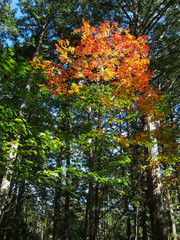 Autumn leaves in the forest