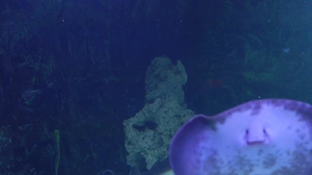 Shark swims at and past camera