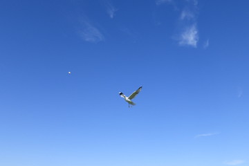 Möwe im Flug am blauen Himmel vor blauem Hintergrund am Meer
