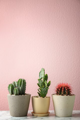 Beautiful cactuses in pots on table against color background