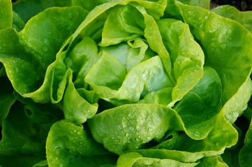 The Benefits of Growing Your Own Butter Lettuce.
(Butter lettuce) A Leaf with Many Names.