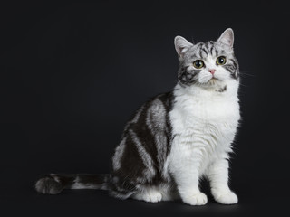 Fototapeta na wymiar Adorable black silver blotched young british shorthair cat with green eyes sitting side ways and looking into lens isolated on black background