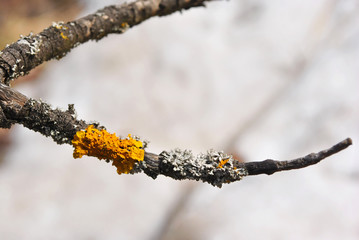Aspen tree twig dark bark with gray and yellow moss on it, horizontal texture, blurry background
