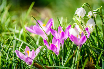 Beautiful lightful shiny spring breeze flower plants growing crocus bright yellow orange purple and...