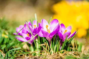 Beautiful lightful shiny spring breeze flower plants growing crocus bright yellow orange purple and white snowdrop in a green flowering park on a sunny spring summer morning day with bees butterfly