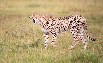 Brüllender Gepard im Gras der afrikanischen Savanne © Martina Schikore