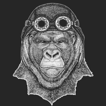 Gorilla, monkey, ape Frightful animal Hand drawn image for tattoo, emblem, badge, logo, patch Cool animal wearing aviator, motorcycle, biker helmet.