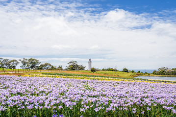 Plakat Beautiful view to fields of wonderful colored flowers plants tulips cloves blossom warm sunny summer spring day with blue sky relaxing nature landscape, Table Cape Tulip, Wynyard, Tasmania, Australia