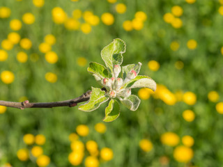 apple tree buds in spring