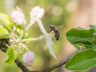 bee collects pollen apple tree buds in spring