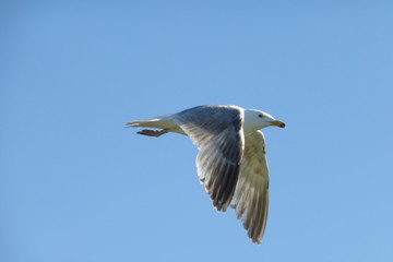 Möwe im Flug am blauen Himmel vor blauem Hintergrund am Meer