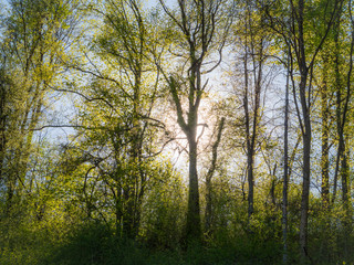 Fototapeta premium forest backlit by soft sunlight in spring