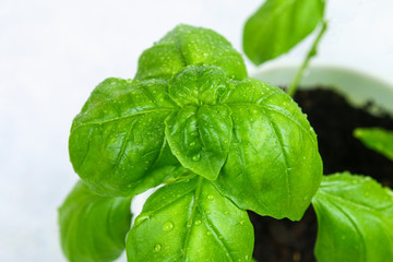 Green home basil, spicy herb in a pot.