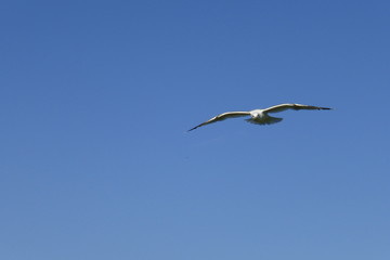 Möwe im Flug am blauen Himmel vor blauem Hintergrund am Meer