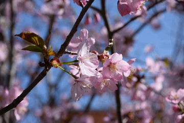 pink cherry blossom in april