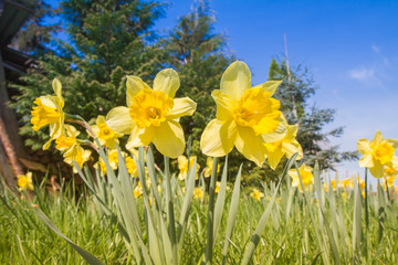 Fototapeta premium Daffodils in a garden