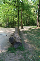 Tree trunk