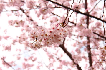 桜89