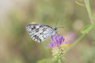 Butterfly on a plant.