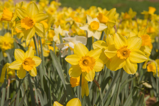 Field of Daffodils blooming in the sun