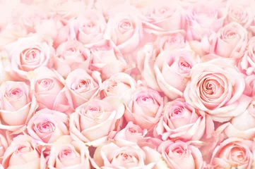 Photo sur Aluminium Roses Cadre rose délicat en fleurs d& 39 été, fond festif de fleurs roses en fleurs, carte florale pastel et douce, mise au point sélective, tonique