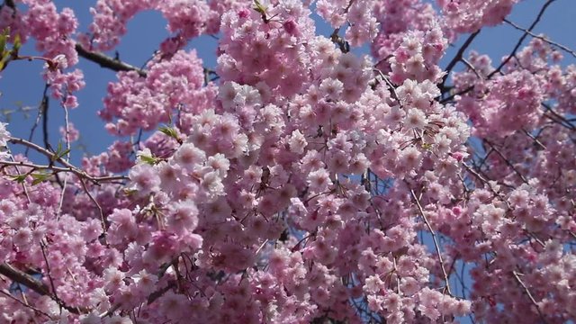 日中線のしだれ桜」の写真素材 | 217件の無料イラスト画像 | Adobe Stock