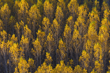 Autumnal background.
