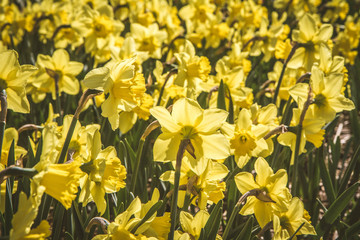 Obraz premium Field of Daffodils blooming in the sun