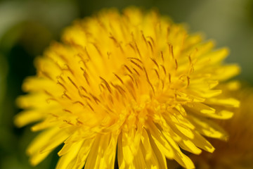 a dandelion in springtime macro