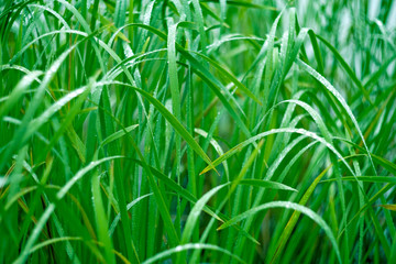 Green grass in the morning dew. Macro.