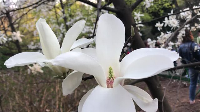 white magnolia in the park