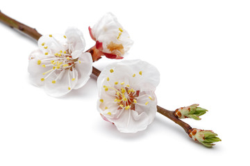 Almond flower