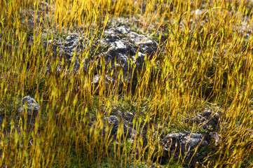 Blooming moss on stone.
