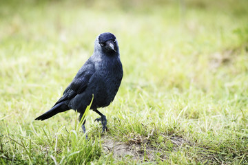 Vogel / Dole auf grüner Wiese