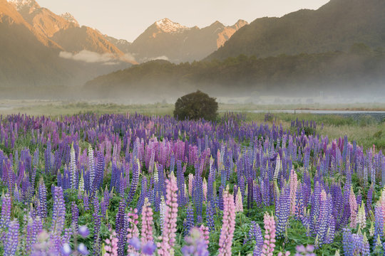 Fototapeta Lupine purple flower with mountain background during morning, New Zealand natural landscape