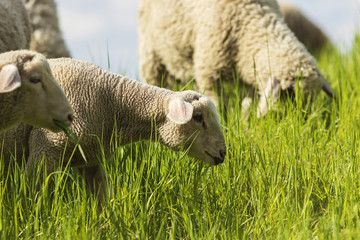 Schafe auf grüner Wiese