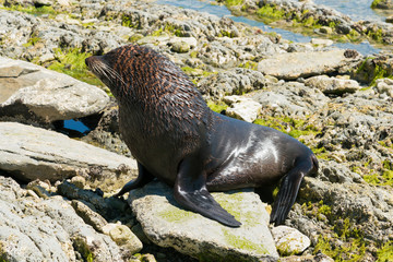 Obraz premium Czarna słodka foka morskich naturalnych dzikich zwierząt