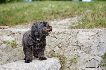 Black havanese dog sitting in dog waiting