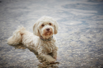 White havanese dog lying in water of lake