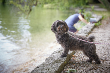 Havanese dog standing at water and looking