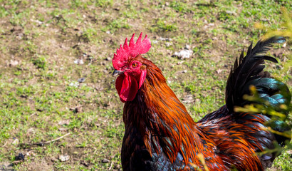 Stolzer Hahn auf einem Bauernhof