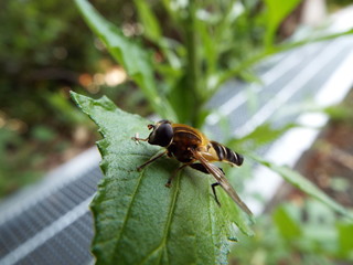 アシブトハナアブ fly
