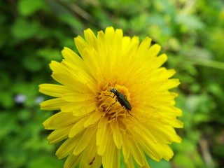 ジョウカイモドキ bug